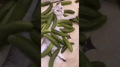 Fear the cucumber! Silly Cat Short #14 😂😺🐶