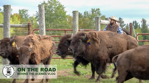 INCREDIBLY POWERFUL ANIMALS | Bison Fall Round Up at Bigelow Fields Bison Ranch