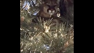Caught on video: mountain lion perched in tree in Carlsbad