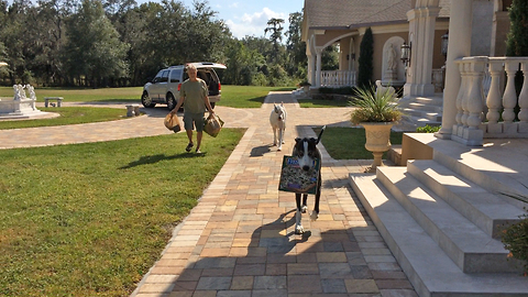 Great Danes help carry groceries inside home