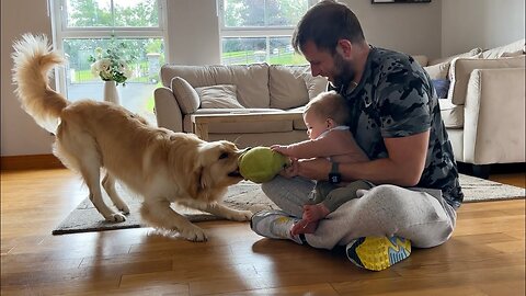 Golden Retriever Goes Crazy For His Ball! He Won't Stop!!