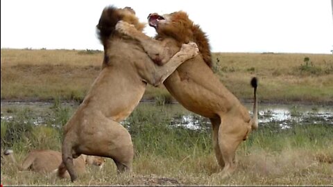 When two lions fight, it is not clear who is the king of the forest.