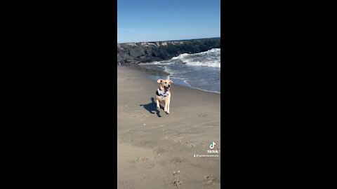 Golden Retriever has the time of his life at the beach