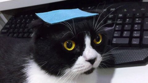 Kitten Hacks: HILARIOUS way to deactivate your kitten