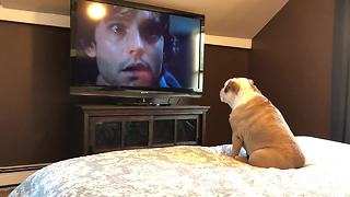 Fearless bulldog loves watching scary movies