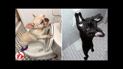 WORLD BEST FUNNIEST🤣 Animal vs dog vs men 🤣 funny video> Don't Try Laughing 🤣 clips