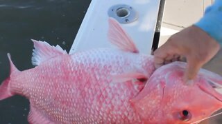 Louisiana Red Snapper Fishing