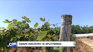 Grape prices cause struggle for local farmer