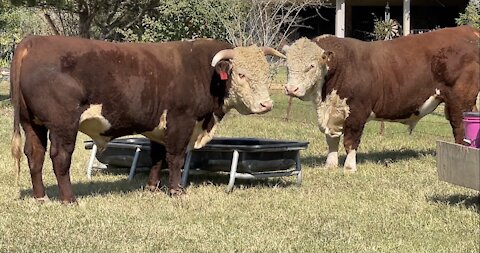 Polled And Horn Registered Hereford Bulls