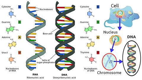 Organic Compounds: Nucleotides, DNA, RNA, ATP