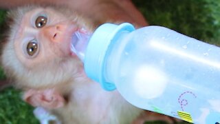 Baby Boki Drink Milk Empty From Big Bottle Milk