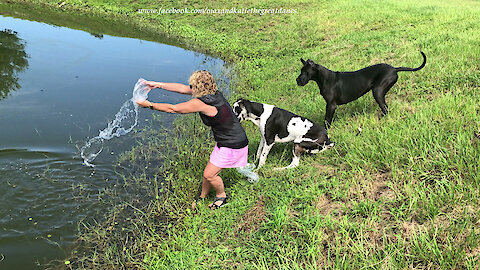 Funny Great Danes Have Fun Releasing Mosquito Fish