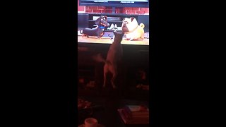 Dog jumps for joy at animated pets on TV