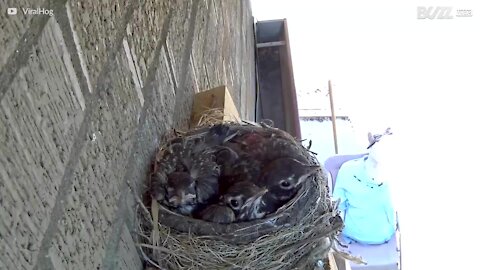 Un faucon s'empare de deux oisillons de leur nid