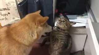 Ce chat bat un Shiba Inu dans un match de boxe