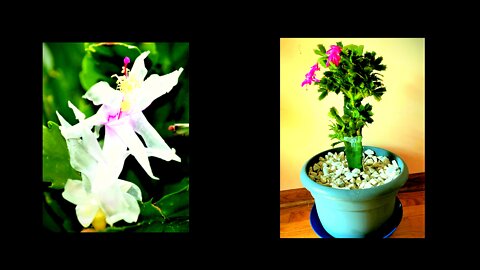 Christmas Cactus Flowers on Dragon Fruit Plant