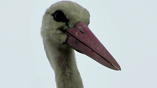 The biggest European bird Stork