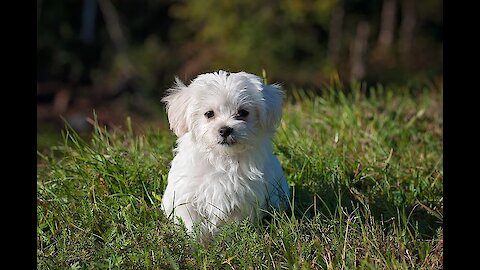 Beautiful dogs and cute