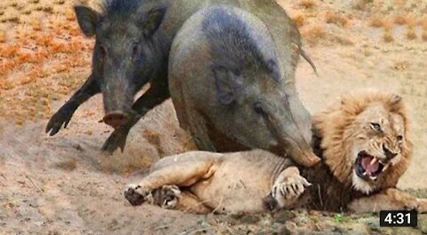 Loin vs Warthogs | Warthogs fights to Loin to Save Another Warthogs