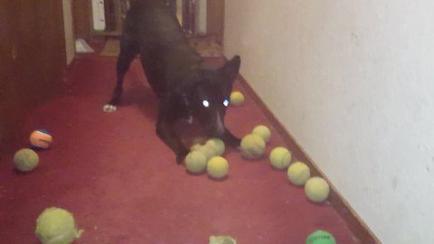 Dog can't decide which tennis ball to play with