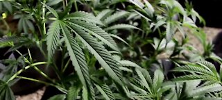 US House to vote on legalizing cannabis