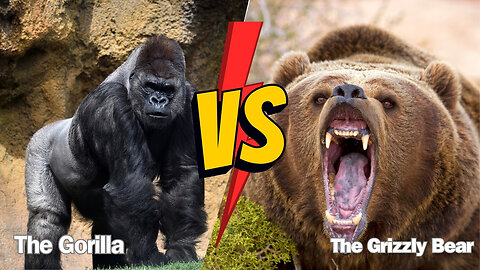Terrifying Encounter: Gorilla vs Grizzly - Which Beast Reigns Supreme?
