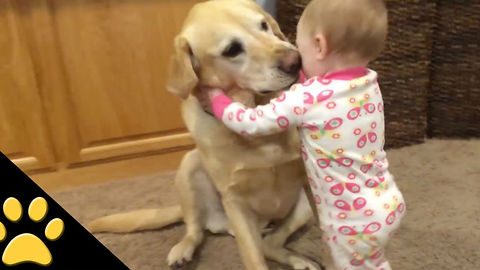 Cute Dogs And Charming Babies Compilation