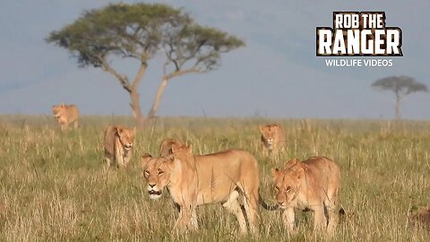 Lion Mega-Pride Leave the Dining Table? | Maasai Mara Safari | Zebra Plains