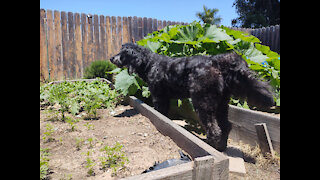 Gardening with Brie Dog