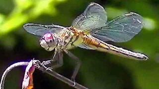 IECV NV #60 - 👀 Yellow Dragonfly On A Tree Branch 7-14-2014