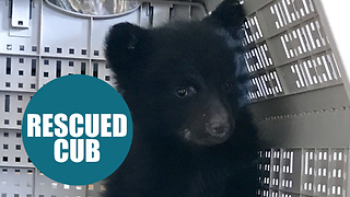 Tiny cub was discovered cuddling up to his dead mom before he was rescued