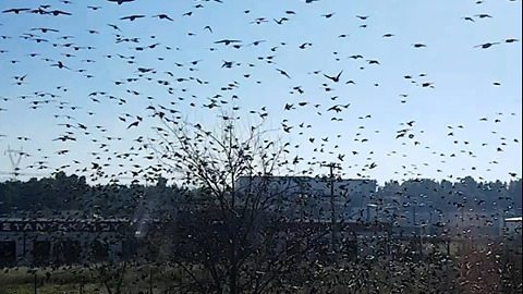 Big group of birds flying away simultaneously