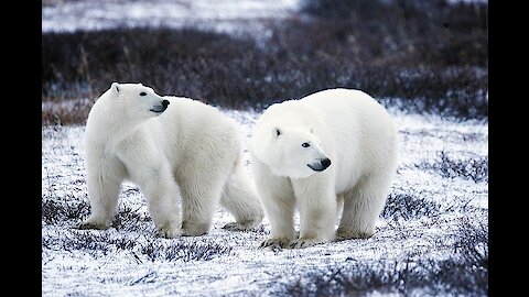 Cute bears are swimming