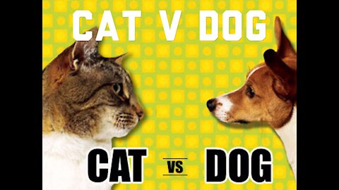 Funny Cats VS Dogs🐱 ⚡️ 🐶