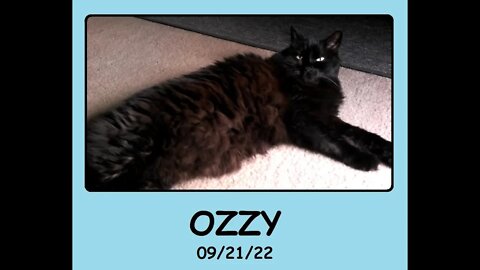 Ozzy the Kitty - Sept. 21, 2022