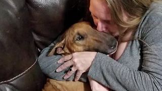 Stolen dog returned to family
