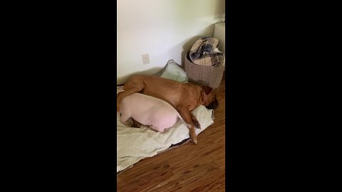 Mastiff and piggy best friends adorably cuddle together