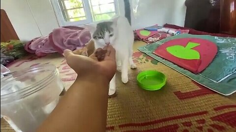 Cute Baby Cats - Funny and Cute Cats Videos