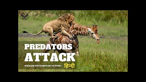 Predators Attack - हिन्दी डॉक्यूमेंट्री | Wildlife documentary in Hindi 2023