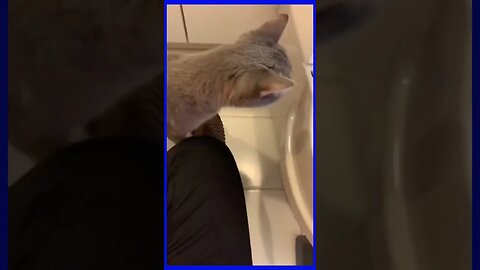 FUNNY CAT VIDEO