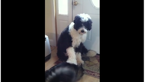 Obedient Dog Pets His Pet Cat On Command