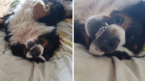 Bernese Mountain Dog Hilariously Smiles For The Camera