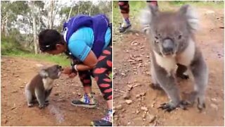 Koala insegue un atleta per chiedere acqua da bere