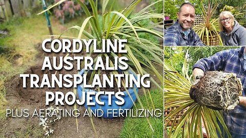 Cordyline Australis Transplanting Projects 🌴😲
