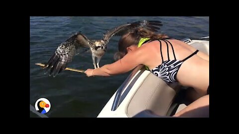 Drowning Osprey Bird Rescued by BRAVE Woman | The Dodo