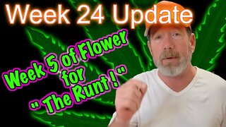 Week 6 of Flower - Bruce Banner #3 Cannabis Grow: Mars Hydro SP3000 | 2x4 tents | Gaia Green