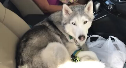 Cute Stubborn Husky refuses to give up front seat