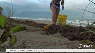 How to volunteer for a local beach cleanup Saturday morning