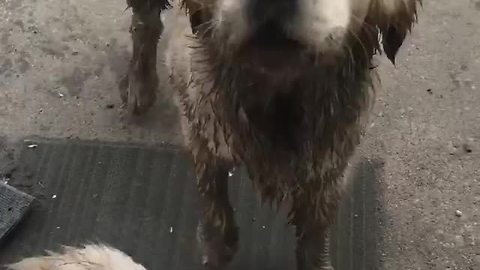 Muddy Dogs Bark When Owner Doesn't Allow Them To Get Inside
