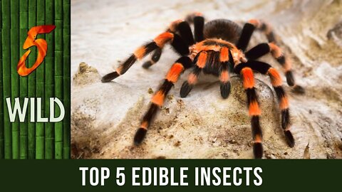 Top 5 Edible Insects You Should Try To Eat | 5 WILD